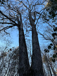 More Big Old Trees