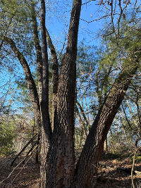More Big Older Trees With Character
