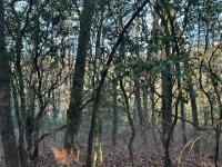 Mountain Laurel Understory