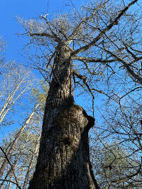Some Big Older Trees