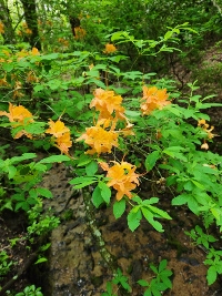 Flame Azalea