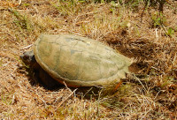 snapping turtle